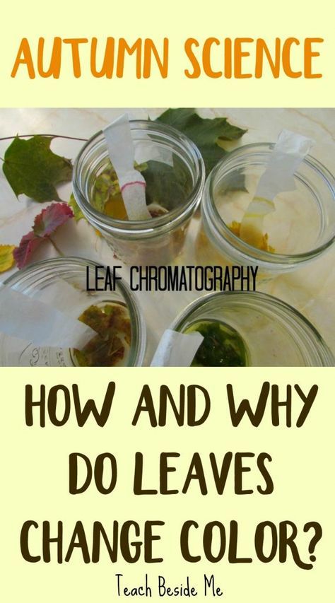 Leaf Color Experiment, Why Do Leaves Change Color Experiment, Leaf Stem Activities, Chromatography Experiment, Fall Science Activities, Color Experiment, Fall Science, Leaves Changing Color, Fall Stem