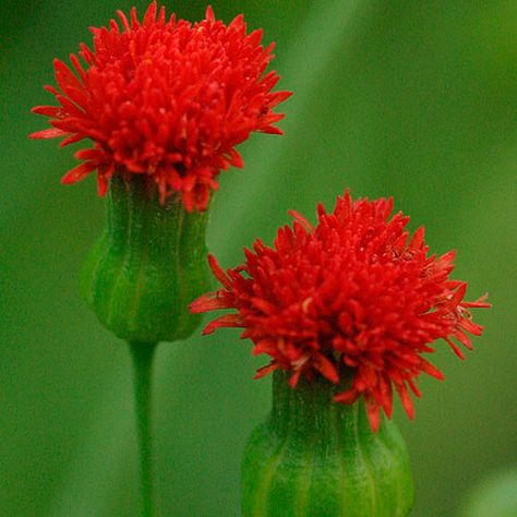 Tassel flower - FineGardening Tassel Flower, Plant Palette, Hydrangea Quercifolia, Flower Varieties, Wild Grasses, Oakleaf Hydrangea, Flower Pot Design, Plant Guide, Fine Gardening