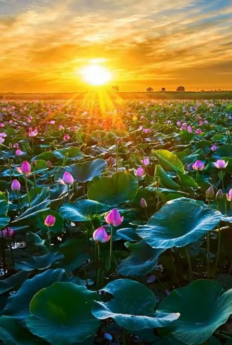 Spiritual Flowers, Lotus Landscape, Om Symbol Wallpaper, Lotus Flower Wallpaper, Sunrise Wallpaper, Lotus Flower Pictures, Sunrise Landscape, Lucky Symbols, Sunset Nature