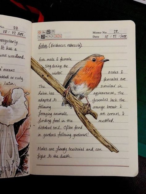 Kunstjournal Inspiration, Drawing Bird, Birding Journal, Botanical Sketchbook, Field Journal, Nature Sketch, Art Diary, Journal Aesthetic, Scientific Illustration