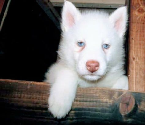 Siberian Husky puppy for sale in GLEN ROSE, TX. ADN-58661 on PuppyFinder.com Gender: Male. Age: 7 Weeks Old Glen Rose Texas, Husky Puppies For Sale, Glen Rose, Alaskan Husky, White Animals, Most Beautiful Dogs, Siberian Husky Dog, Dog Exercise, Siberian Huskies