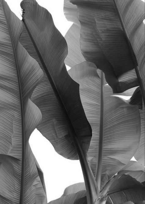 Aesthetic Monochrome Wallpaper, Spine Tattoo, Motion Graphics Design, Tropical Art, Timeless Art, Black N White, Black And White Pictures, Room Posters, Screen Savers