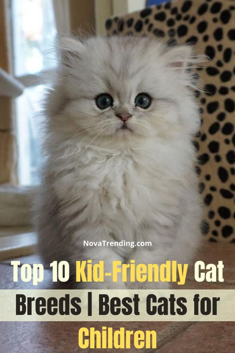 Best Cat Breeds for Kids. Looking to get a cat for your family? Having cats and a family is rewarding, but some cat breeds are more kid friendly than others. You always want to keep your children and your animals safe. #cats #pets Friendly Cat Breeds, Pics Of Kittens, Cutest Cat Breeds, Different Cat Breeds, Cat Breeds Hypoallergenic, Breeds Of Cats, Cat Races, Best Cat Breeds, Most Popular Cat Breeds