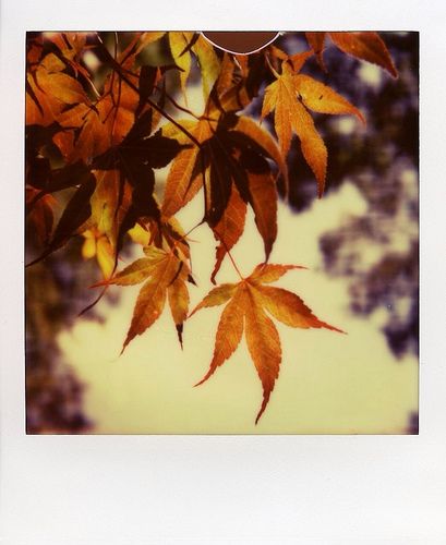 px70 v4b test film Fall Polaroid Pictures, Autumn Polaroid, Journal Photos, Music Aesthetics, Polaroid 600, Spotify Covers, Artsy Pictures, Photography Help, Polaroid Pictures