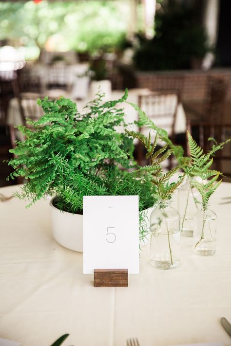 Potted Plant Centerpieces, Fern Centerpiece, Diy Flower Arrangements Wedding, Non Floral Centerpieces, Wedding Reception Tablescapes, Plant Centerpieces, Potted Ferns, Wedding Flower Trends, Green Centerpieces