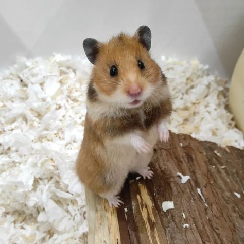 Brown Hamster, Bear Hamster, Hamster Habitat, Hamster Food, Syrian Hamster, Hamster Cage, Hams, Cute Hamsters, Heartwarming Stories