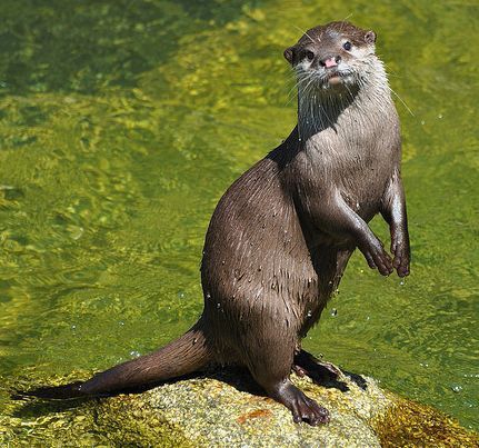 Otter Aesthetics, Otter Anatomy, Nature Animal Tattoo, Sea Otter Drawing, Tattoo Ideas Ocean, Otter Pfp, Sea Otters Holding Hands, Otter Facts, Sea Otter Art