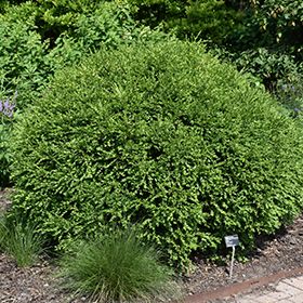 Click to view a full-size photo of Green Gem Boxwood (Buxus 'Green Gem') at Hoerr Nursery Hellstrip Landscaping, Green Gem Boxwood, Corner Garden Bed, Landscaping Small Yard, Gem Boxwood, Fargesia Rufa, Foundation Plants, Garden Border Edging, Low Maintenance Shrubs