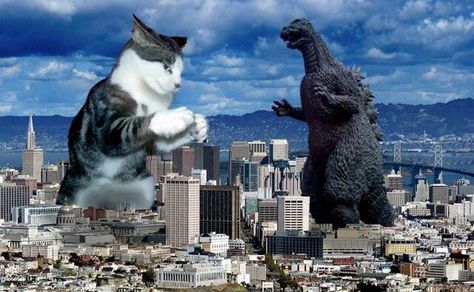 Catzilla vs Godzilla Funny Computer Backgrounds, Giant Cat, Cat Attack, Silly Cats Pictures, Bad Cats, Funny Cats And Dogs, Silly Animals, Silly Cats, Pics Art