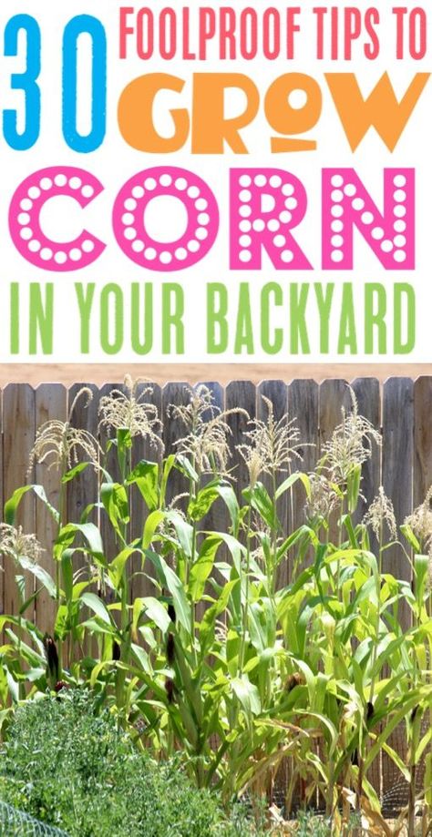 Corn Growing Tips and Garden Ideas and Layouts!  You'll love these easy Hacks for growing your own juicy corn this year in raised beds or backyard gardens! Backyard Corn Garden, Corn Garden Ideas, Grow Corn In Backyard, What To Plant With Corn, Corn Growing Tips, Growing Corn In Garden, Planting Corn In Garden, Corn In Raised Garden Bed, Growing Corn In Raised Bed