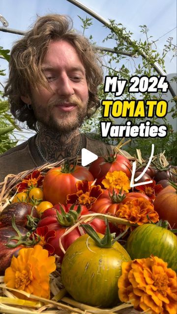 Jamie Walton | Nettles & Petals on Instagram: "Have you chosen your Tomato varieties for 2024 yet? 🍅🌱

If not, I grow around 20 different organic and heirloom varieties in the garden each year, so here’s my recommendations, as well as some new ones I’m excited to try this year! 😊👍🏻🍅

Blue fire:

A really attractive medium sized tomato that ripens from blue to red, black and gold, it has a good flavour too.

Costoluto Fiorentino:

A heavily ribbed heirloom beefsteak variety from Tuscany, great flavour and good for canning and preservation.

Skykomish: 

A large orange tomato that is fruity and aromatic, it has good blight resistance and can be grown outside. 

Green Zebra: 

Produces medium sized tangy fruits that are light green with darker green stripes, eventually turning yellow wh Tomato Varieties, Farming Ideas, Green Zebra, Beef Steak, Blue Fire, Green Stripes, Tuscany, Light Green, Garden Design