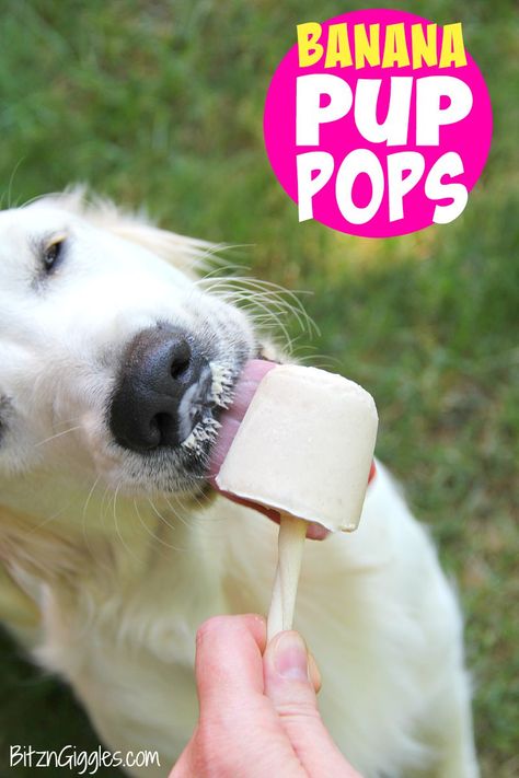 Banana Pup Pops - A creamy, homemade popsicle that your dog will love! Delicious and good for them too! Dog Treats Homemade Easy, Frozen Dog Treats, Dog Biscuit Recipes, Frozen Dog, Dog Treats Homemade Recipes, Diy Dog Treats, Puppy Treats, Golden Doodle, Dog Biscuits