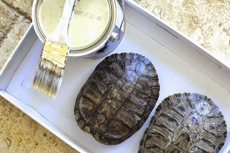 Painted Turtle Shells Ideas, Turtle Shell Painting Ideas, Turtle Shell Art Craft Ideas, Turtle Shell Craft, Painted Turtle Shell, Turtle Shell Decor, Diy Turtle Shell, Turtle Shell Art, Turtle Shells