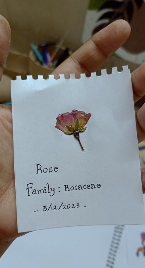 It's the dried rose flower...The common name and the family name also provided on the paper... Dry Flowers, Old Rose, The Common, Family Name, Botany, Rose Flower, Dried Flowers, The Family, Diy Gifts