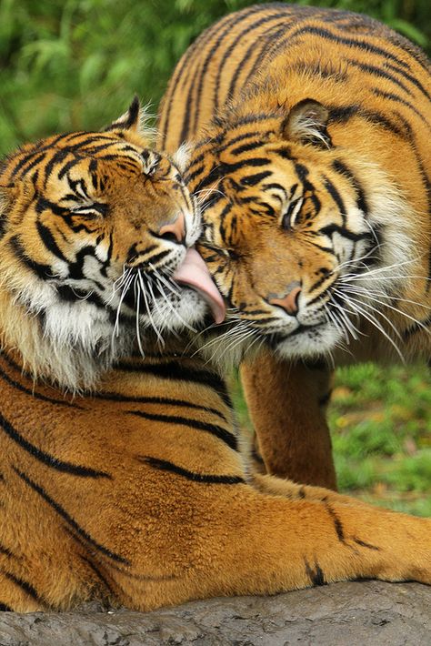 Sumatran Tiger, Tiger Love, Cat Species, Tiger Pictures, Cute Tigers, Big Animals, Bengal Tiger, Wild Creatures, Large Cats