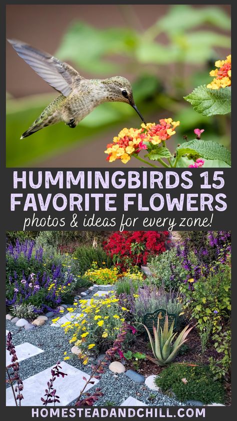 Hummingbird Garden Flowers, Backyard Birds Sanctuary, Butterfly Garden Plants, Hummingbird Plants, Attract Hummingbirds, Hummingbird Flowers, Hummingbird Garden, Pollinator Garden, Outdoor Flowers