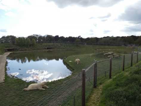 https://www.zoochat.com/community/media/polar-bear-enclosure-2.526006/full?lightbox=1&update=1620507083 Bear Enclosure, Zoo Architecture, Animal Sanctuary, Polar Bear, Light Box, Layout, Architecture, Media, Animals