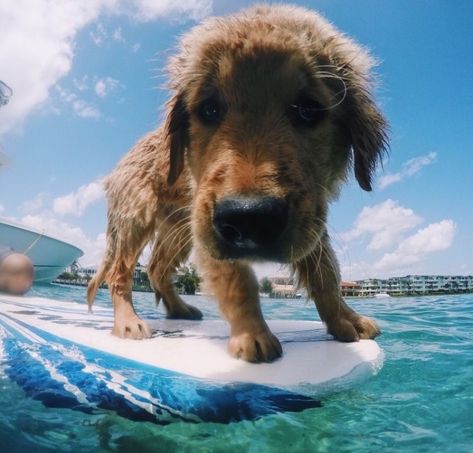 Sup Stand Up Paddle, Cute Animals Puppies, Cute Dog Pictures, Really Cute Dogs, Cute Animal Photos, Cute Creatures, Cute Little Animals, 귀여운 동물, Dog Pictures