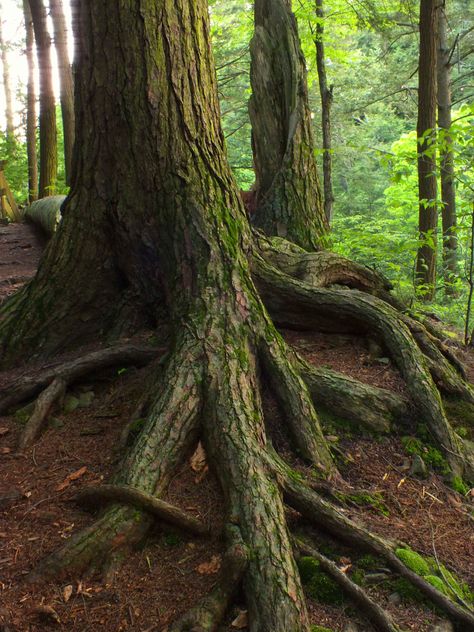 tangled hemlock roots Potion Ingredients, Laws Of Life, Tree Roots, John Muir, Computer Programming, Surface Textures, State Park, Tangled, Programming