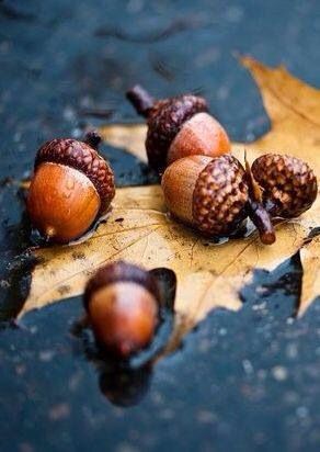 Acorns in the rain Fabulous Fall, Happy Fall Y'all, Autumn Beauty, Fall Favorites, Autumn Aesthetic, On The Ground, Fall Harvest, Autumn Inspiration, Autumn Day