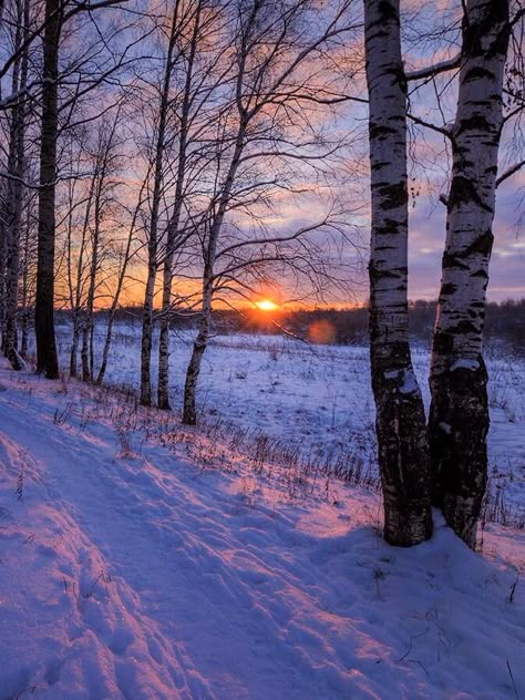 🇷🇺 Path in the birch grove (Kirov Region, Russia) by Sergey Ponomarev❄️c. Birch Grove, Desenho Tom E Jerry, Winter Sunrise, Winter Landscapes, True Winter, Winter Sunset, Airbrush Art, Winter Magic, Winter Scenery