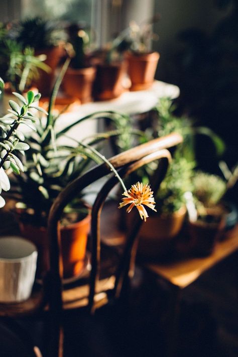 Picnic Style, Terracotta Plant Pots, Simple Accessories, Plant Photography, Flower Photography, Cactus Y Suculentas, Lifestyle Inspiration, Plant Lady, Slow Living