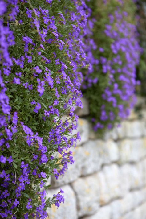 Aubretia growing from a stone wall in the Cotswolds, England. Portland Landscaping, Restaurant Plants, Stone Garden Wall, Cascading Plants, Orchid Wall, Garden Wall Plaque, Stone Walls Garden, Wall Plants, Garden Wall Designs