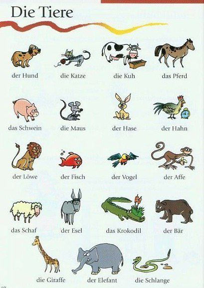 learning German. Die Tiere. #animals #german Deutsch Language, German Resources, Study German, German Study, German Phrases, Germany Language, Learning German, German Grammar, German Language Learning