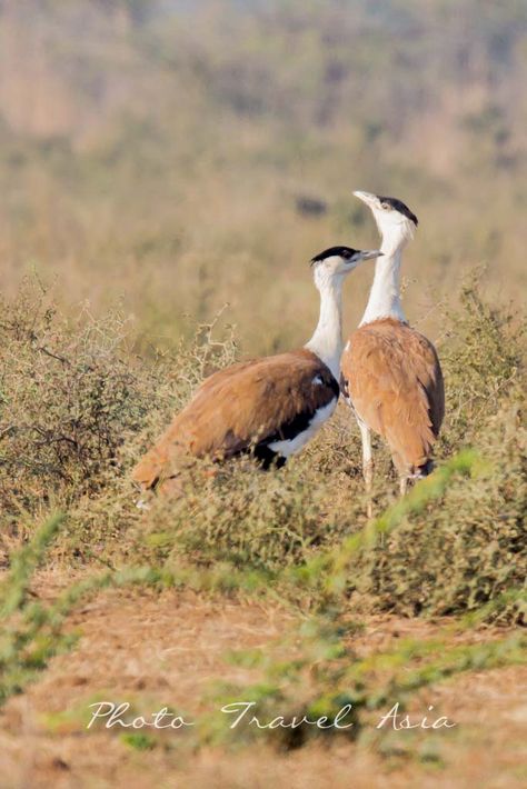 Great Indian Bustards Great Indian Bustard, Indian Birds, Kid Painting, Kutch Gujarat, Sloth Bear, Bird Watchers, Flying Birds, Partridge, Endangered Species