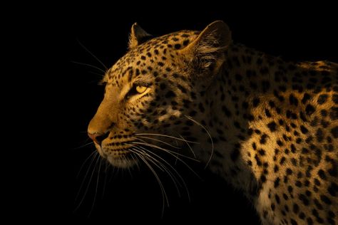 Shot of the Week: Shadow Cat A female leopard walks past shadowy bushes in the early morning sunshine. She has a tawny coat with black spots on it. Shot with a Sony ⍺1 and a 600mm lens in Chobe National Park, Botswana, in May 2024. ISO 100, 600mm, f/4, 1/1000, -1.7 EV #cheetah #cheetahs #femalecheetah #acinonyxjubatus #onsafariwithnickdale #botswana #africasafari #chobe #botswanatourism #muchenjesafarilodge #onsafariwithnickdale #botswanaelephants #elephant #botswanaguide #botswanaguidetraini... Africa Wildlife Photography, African Wildlife Photography, Shadow Cat, Female Leopard, Botswana Safari, Chobe National Park, Wildlife Prints, Africa Safari, Amazing Pictures