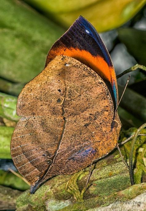 Butterfly Looks Like A Dry Leaf Outside But Is Beautiful Inside Kallima Inachus, Moth Life Cycle, Leaf Butterfly, Insect Species, Cool Insects, Dragonfly Insect, Insect Photography, Moth Caterpillar, Colorful Places