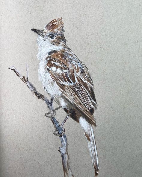 Gaylynn Sneed on Instagram: “White crowned sparrow. Feathers a bit ruffled in the wind. Strathmore toned gray sketchbook. Dry brush technique using brown sumi ink with…” Drawing On Gray Paper, Grey Toned Paper Art, Drawing Toned Paper, Gray Toned Paper Drawing, Toned Gray Paper Drawings, Gray Paper Drawing, Dry Brush Technique, White Gouache, Peanuts Cartoon