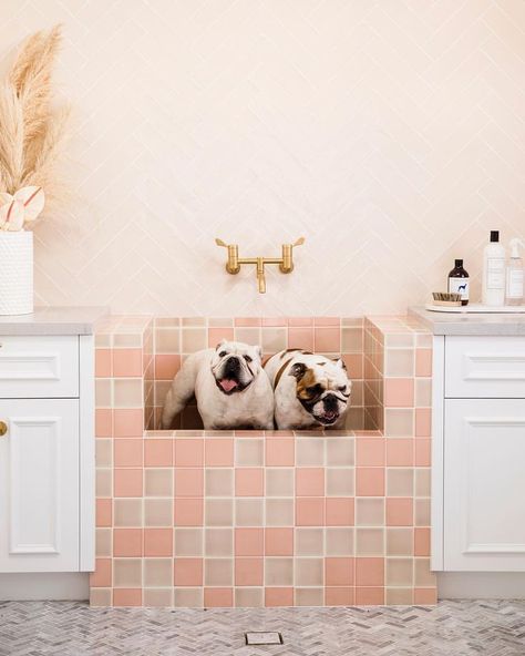 pet wash Dog Washing Station, Three Birds Renovations, In The Bathtub, Three Birds, Dog Wash, Dog Shower, Dog Rooms, Dog Bath, Luxury Dog