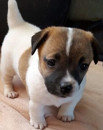 Jack Russell Terrier Puppies For Sale | Brandon, FL Brandon Florida, Jack Russell Terrier Puppies, Jack Russell Puppies, Jack Russell Dogs, Terrier Breeds, Animals Friendship, Cute Dog Pictures, Jack Russel, Terrier Puppies