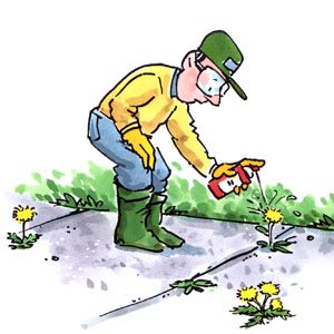 Will this weed killer hurt my grass? Working In The Garden, Garden Gloves, Termite Control, Gardening Backyard, A Dandelion, Organic Vegetable Garden, Food Matters, Green Tips, Yard Care