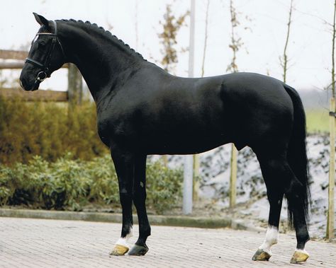 Black Warmblood, Kwpn Horse, Warmblood Stallion, Horse Standing, Dutch Warmblood, Warmblood Horses, Horse Inspiration, Horse Dressage, Black Horses