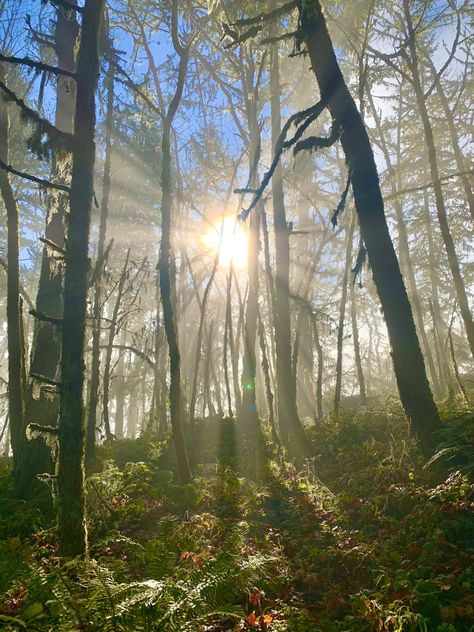 Sunshine during a foggy hike. Wooded area. Green aesthetic. Sunny Vibe. Cottage core Woods Aesthetic, Superhero Books, Wooded Area, + Core + Aesthetic, Green Aesthetic, Cottage Core, Sunnies, Hiking, Cottage