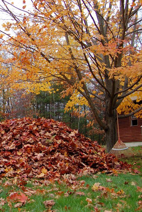 How to Winterize Your Lawn and Shrubs - Landscaping Network Pile Of Leaves, Raking Leaves, Hot Cider, Fall Bucket List, Autumn Scenery, Fall Day, Autumn Beauty, Best Seasons, Autumn Cozy