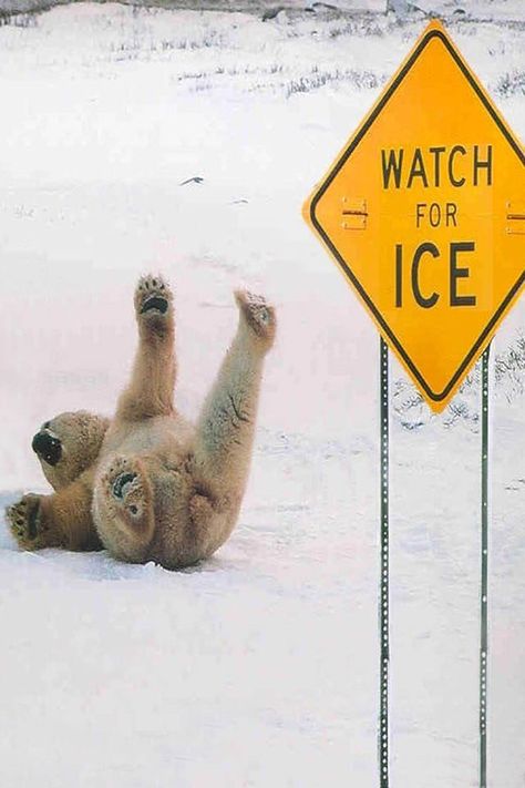 Urs Polar, Funny Bears, Bear Photos, Bear Pictures, Love Bear, Funny Wallpaper, Silly Animals, Cute Animal Photos, Animal Planet