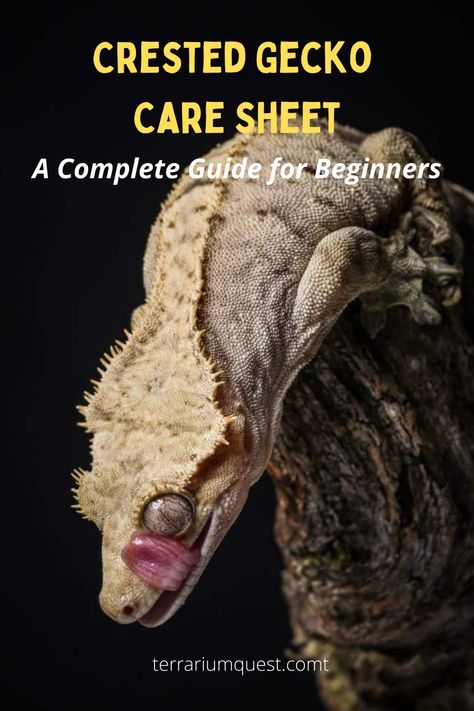 Crested Gecko Care Guide, Crested Gecko Enclosure Ideas, Crested Gecko Habitat Ideas, Crusted Geckos, Crested Gecko Terrarium Ideas, Crested Gecko Terrarium, Crested Gecko Enclosure, Crested Gecko Habitat, Crested Gecko Care