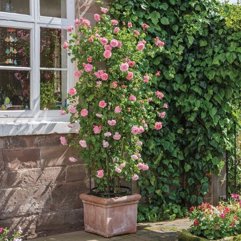 climbing roses - Yahoo Image Search Results David Austin Climbing Roses, Deadheading Roses, Container Roses, David Austin Rose, Rose Garden Design, Rose Gardening, Strawberry Hill, Climbing Flowers, Rose Belle