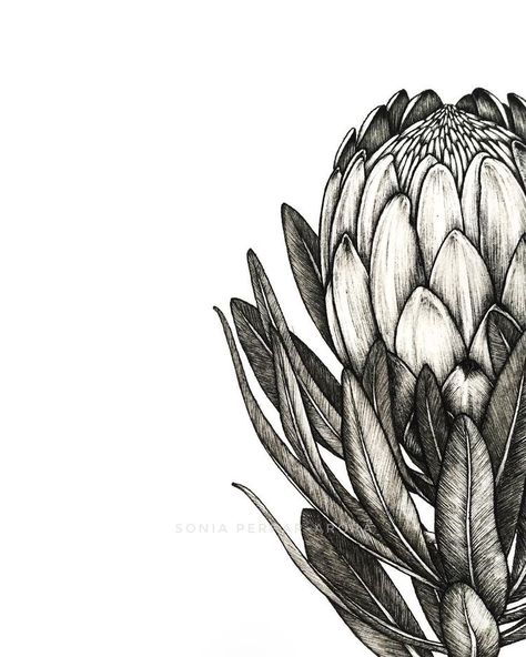 Drawn with Microns 005 and 003 | #protea #inkdrawing #inkart #botanicalart #botanicalillustration #floralart Botanical Illustration Black And White, Protea Art, Flower Line Drawings, Protea Flower, Australian Native Flowers, Pen Art Drawings, Flower Art Drawing, Watercolor Art Lessons, Nature Tattoos