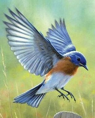 Blue Bird Tattoo, Bluebird Tattoo, Bird Painting Acrylic, Eastern Bluebird, Bird Tattoo, Bird Wallpaper, Funny Birds, Blue Painting, White Bird