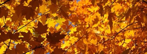 Fall trees. Autumn Header, Fall Header, Iphone Timeline, Firefly Theme, Orange Header, Forest Falls, Twitter Banners, As Aesthetic, Fall Trees