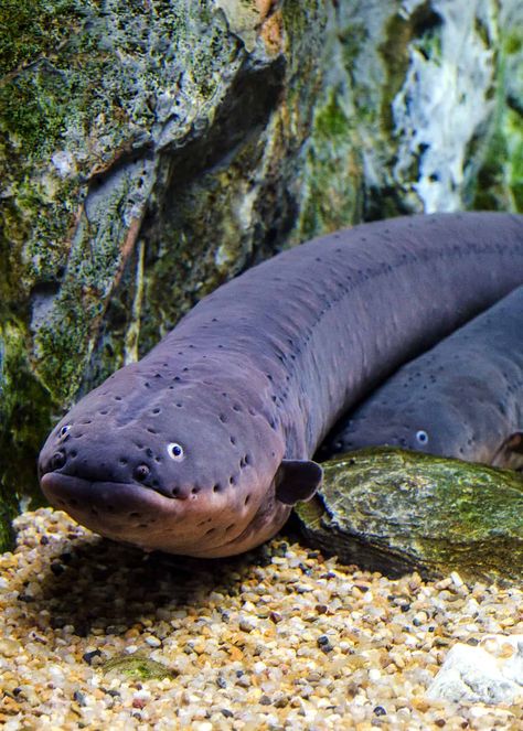 74 Scary and Creepy Animals (That Actually Exist) Scary Fish, Electric Eel, Creepy Animals, Scary Animals, Deep Sea Creatures, Rare Animals, Aquatic Animals, Silly Animals, Weird Creatures