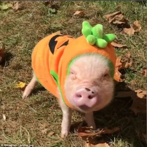 Adorable Halloween Costumes, Pig Halloween, People On Social Media, Miniature Pigs, Pig Dress, Teacup Pigs, Pig Family, Small Pigs