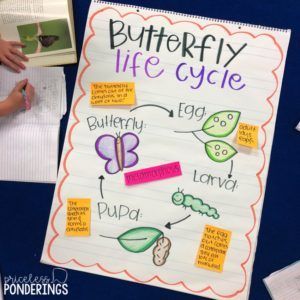 Life Cycles of a butterfly anchor chart Butterfly Life Cycle Anchor Chart Kindergarten, Pre K Science Lesson Plans, Butterfly Lesson Plans 2nd Grade, Science Anchor Charts Kindergarten, Insect Anchor Chart Preschool, Butterfly Life Cycle Anchor Chart, First Grade Lesson Plans Ideas, Life Cycle Of A Butterfly Lesson Plan, Butterfly Life Cycle First Grade