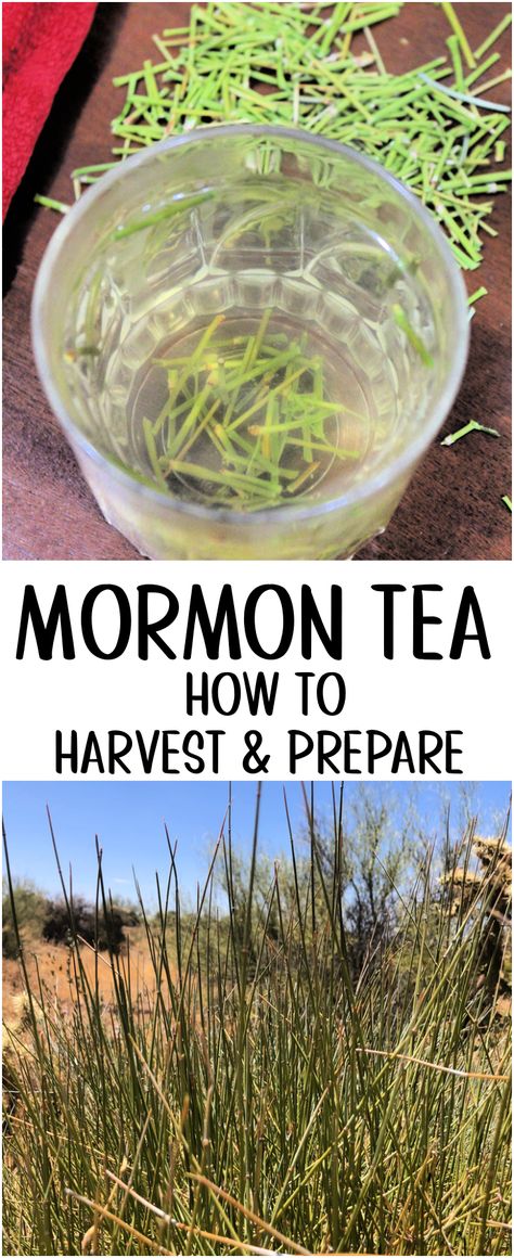 The Mormon Tea plant is a wild Ephedra plant species that grows in the Southwest. It’s is a popular, well known plant for a multitude of reasons – learn how to find, harvest, and enjoy it at home! #mormontea #ephedra #desert #foraging #medicinal Mormon Tea Recipe, Ephedra Plant, Desert Foraging, Greek Mountains, Natural Decongestant, Caffeine In Tea, Healthy Lungs, Tea Plant, Indian Tea