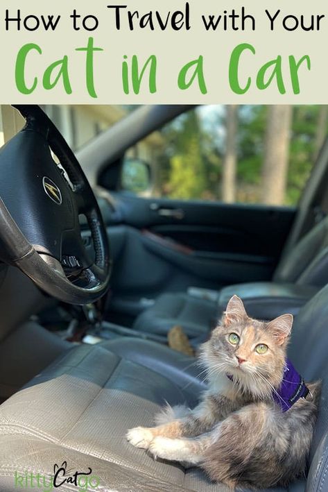 Cat In A Car, Cat In Car, Traveling With A Cat, Traveling With Cats, Moving House Tips, Moving Hacks Packing, Outfits With Gloves, Diy Camper Van, Kitten Mittens