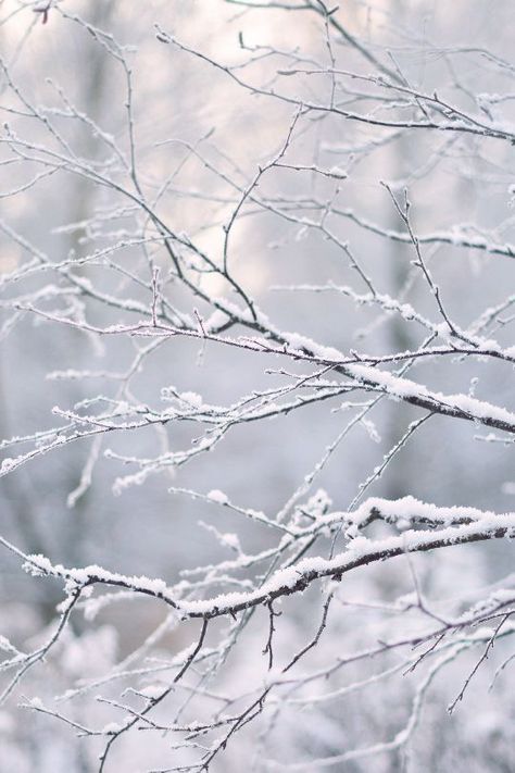 Ice Background, Winter Frost, I Love Winter, Winter Love, Winter Wallpaper, Winter Scenery, Winter Is Here, Winter Beauty, Winter Pictures